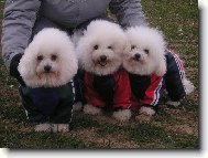 Na�� mil��ci