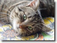 Mazl��ek Fanou�ek