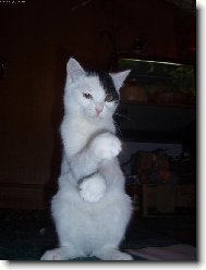 Meleme meleme k�vu