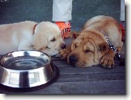 s br�chou �arpejem....ten fotbal je v�n� nudnej