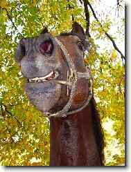 V�sm�ch p��mo do objektivu