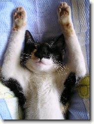 no prost� veget:o)