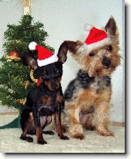 Kr�sn� v�noce v�em