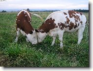 U� jste to sly�ela?