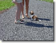 Besinka se jde u�it testy auto�koly