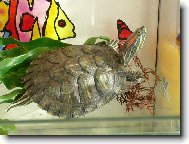 �elva dom�c� mazl��ek