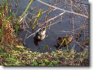 Kachn� p�re�ek