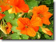 licho�e�i�nice