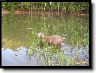 Ambra od Voka�ovsk�ho rybn�ka