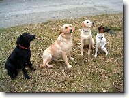 Z�zrak - narodil se n�m foxteri�r