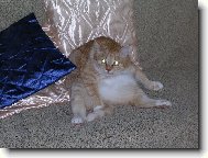 Dom�c� pohodl�