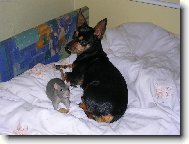 Kamar�dky aneb Tom a Jerry :-)))