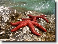 Rud� hv�zdy trochu jinak