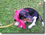 �erven� karkulka