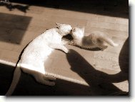 O�ista - do�ista