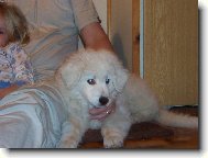 modrook� blon��k d�v�ata