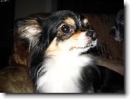 �ivav� chlape�ek Miki