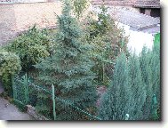 Zelen� o�za uprost�ed m�sta