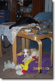 na�e zlat��ka : Lucka a Charlie