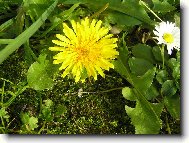 pampelucha zahradn�