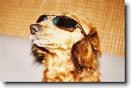 M�da slune�n�ch br�l�