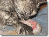 Kami a jej� kot�tko