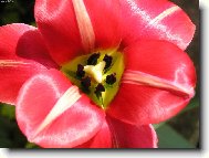 Tulip�n
