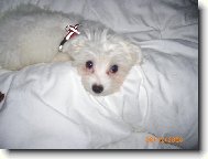 Moc r�da odpo��v�m se svou pani�kou