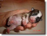 �t�st� v dlan�ch.