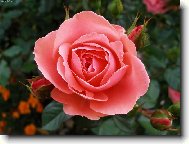 VZPOM�NKA NA L�TO