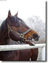 St�j, nebo kousnu!:)