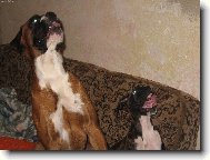 dostaneme n�co dobr�ho?