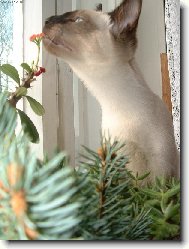 V�no�n� kv�tinka