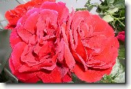 �erven� r��i�ka