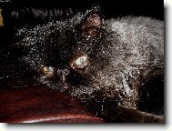 ko�i�� poloha ��slo 1