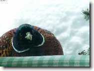 Ne�ekan� n�v�t�va