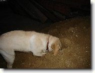 Hrabu, hrabu, je�t� kousek a pro dne�ek jsem hotov�