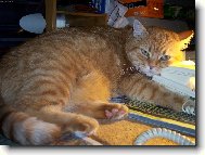 �ek�m, kdy m� zavol�........