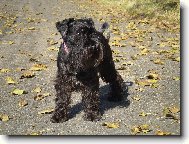 Podzimn� odpoledne