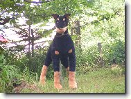 hl�da� dobrman s PP