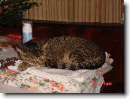 neni pe�inka jako pe�inka