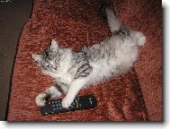 M�j kocourek Jessik =)