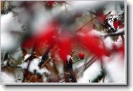 �erven� a b�l�