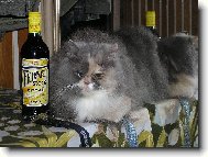 I ko�ky maj� sv� dny