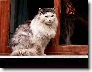 Na okn� sed�la ko�ka, byl tepl� zimn� den