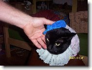 �epi�ka a kocourek