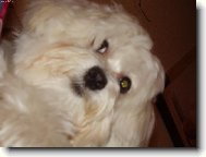 moje mal� l�se�ka:-)