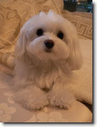 Na�e Meggy