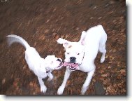 jak je t�k� vyfotit boxera...