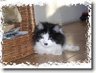 j� nejsem Hitler, j� jsem F�lix